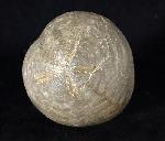 Micraster brevis DESOR in AGASSIZ & DESOR 1847 - Bild © FossNet FossilienStore